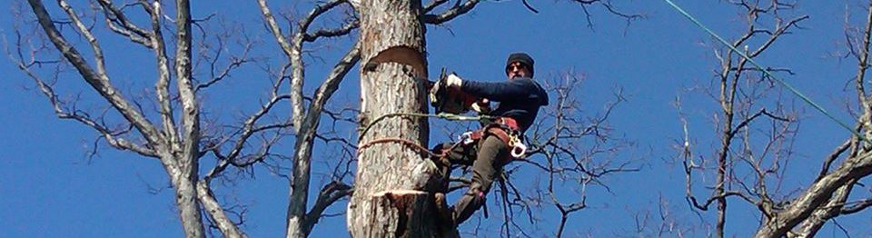 BJS Tree Service LLC